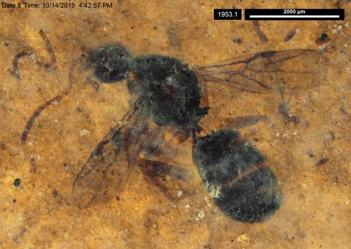 Formicidae