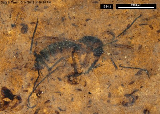 Mycetophilidae