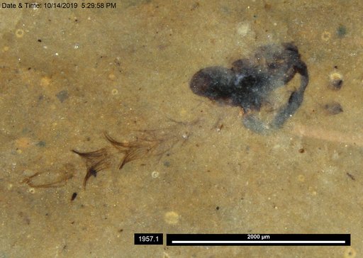 Chaoboridae