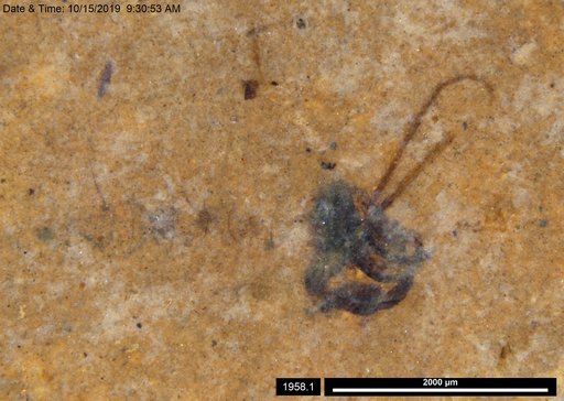 Chaoboridae