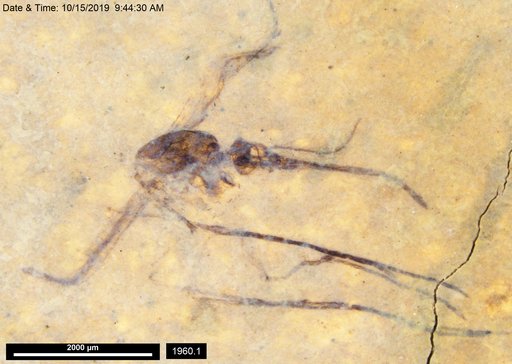 Genus sp