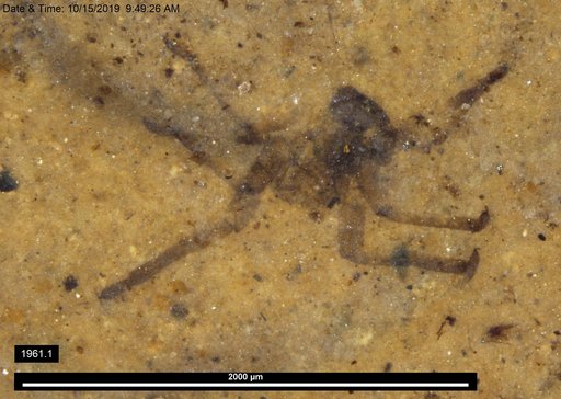 Genus sp