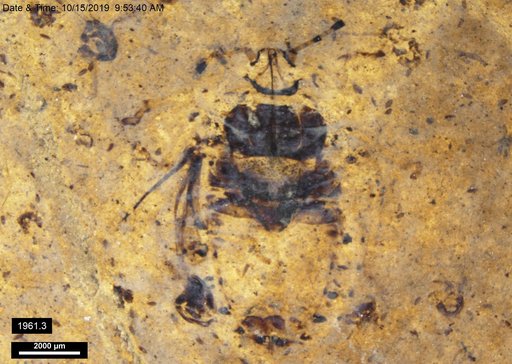 Genus sp