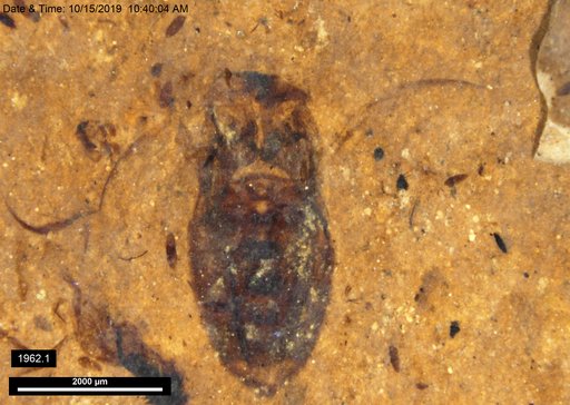 Corixidae