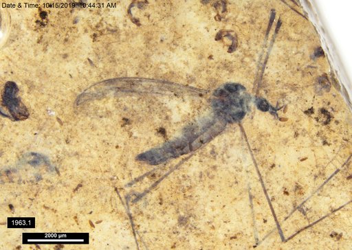 Diptera