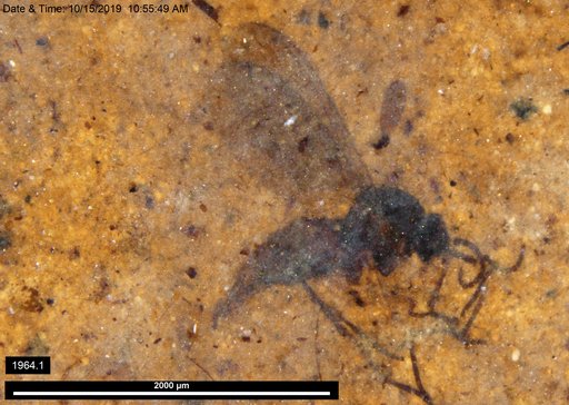 Sciaridae