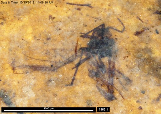 Aphididae