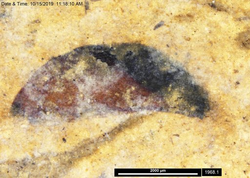 Tracheophyta