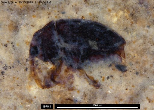 Genus sp