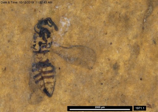 Genus sp