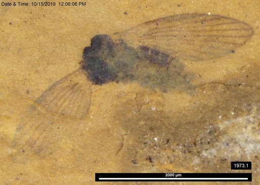 Psychodidae