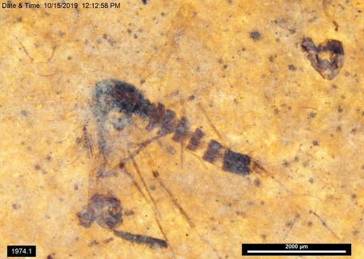 Chaoboridae