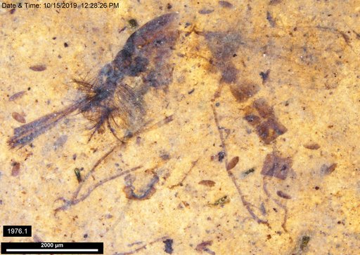 Chaoboridae