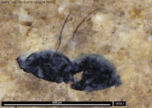 Genus sp