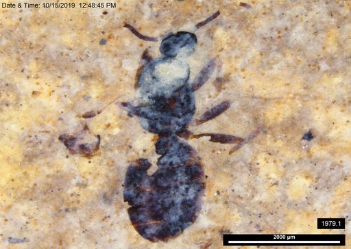 Formicidae