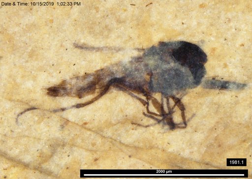 Diptera