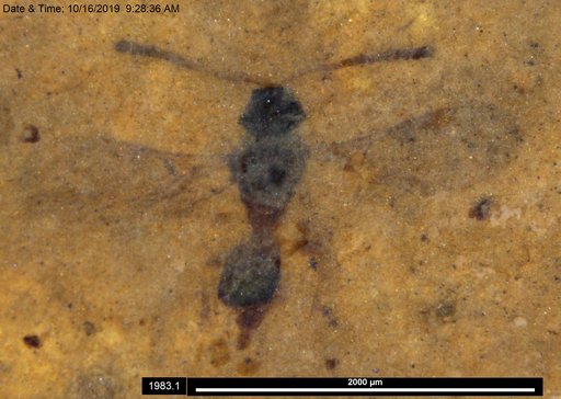 Diapriidae
