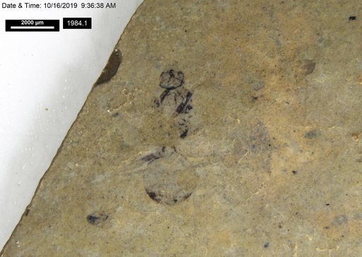 Formicidae