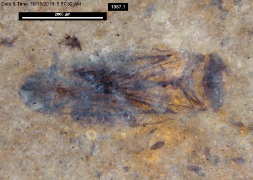 Corixidae