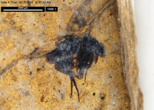 Phoridae
