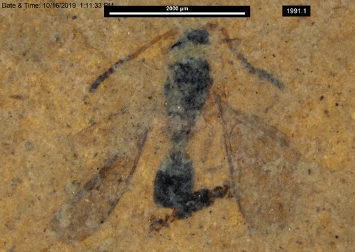 Diapriidae