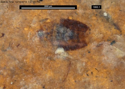 Corixidae