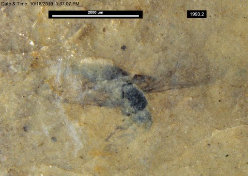 Insecta