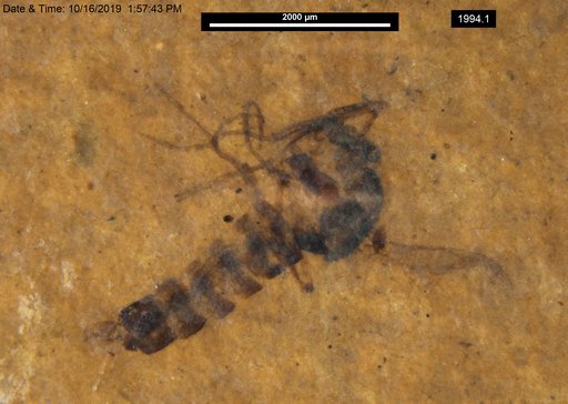 Chaoboridae