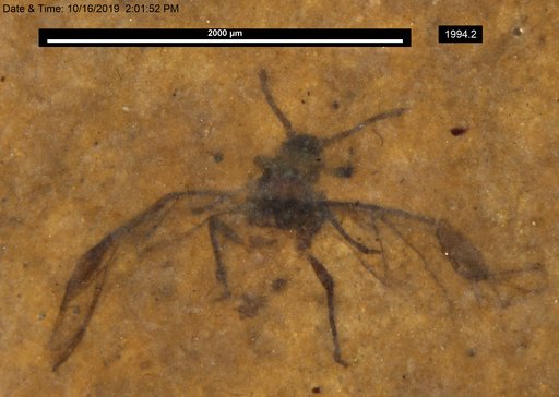 Aphididae