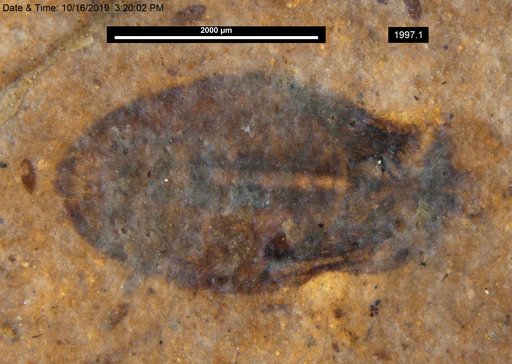 Corixidae