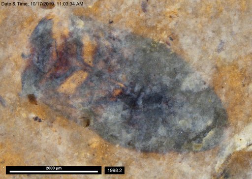 Corixidae
