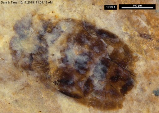 Corixidae