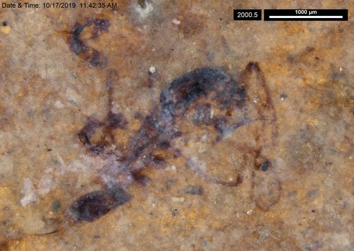 Chaoboridae