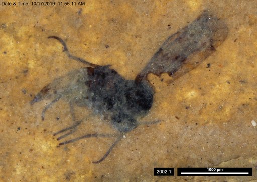 Diptera