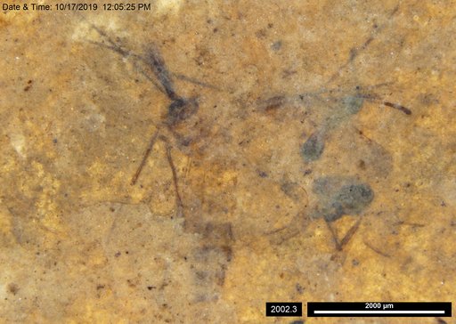 Diapriidae