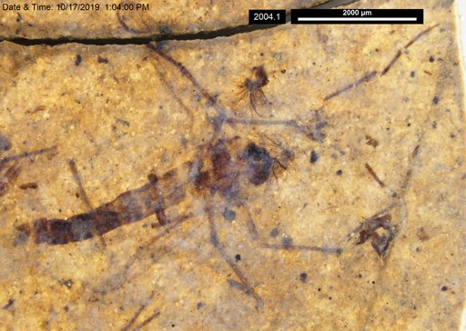 Genus sp
