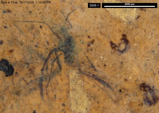 Aphididae