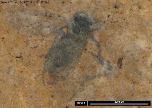 Diptera