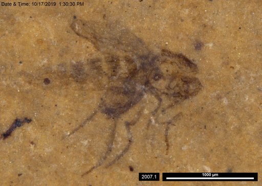 Diptera