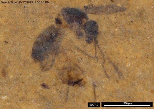 Diptera