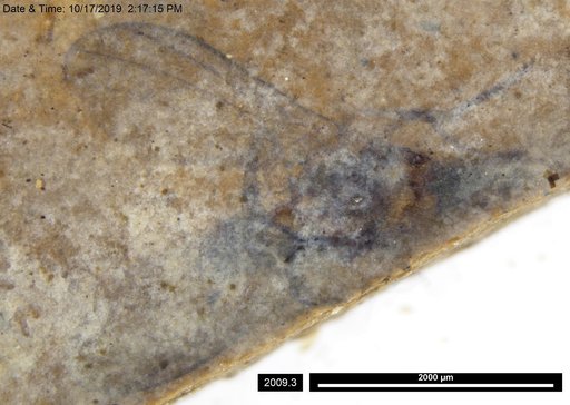 Diptera