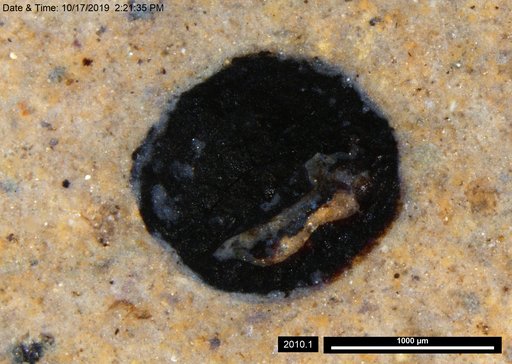 Tracheophyta