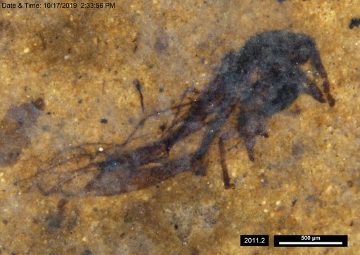Aphididae