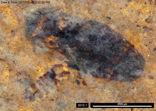 Corixidae