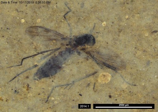 Mycetophilidae
