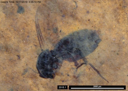 Diptera