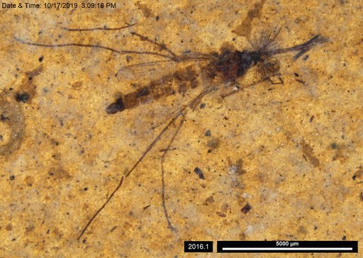 Genus sp