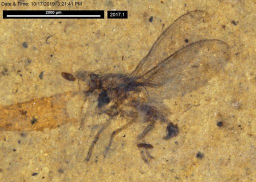 Diptera