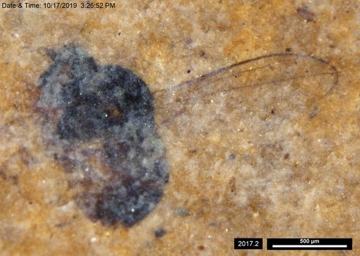 Diptera