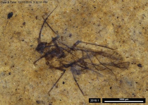 Aphididae